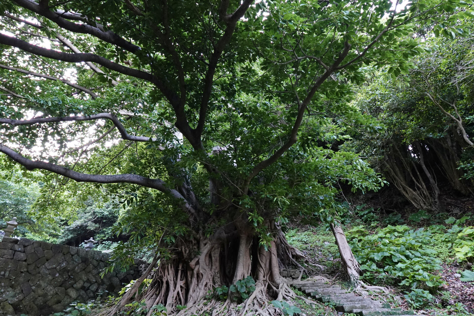 day2 1200 玉之浦アコウ