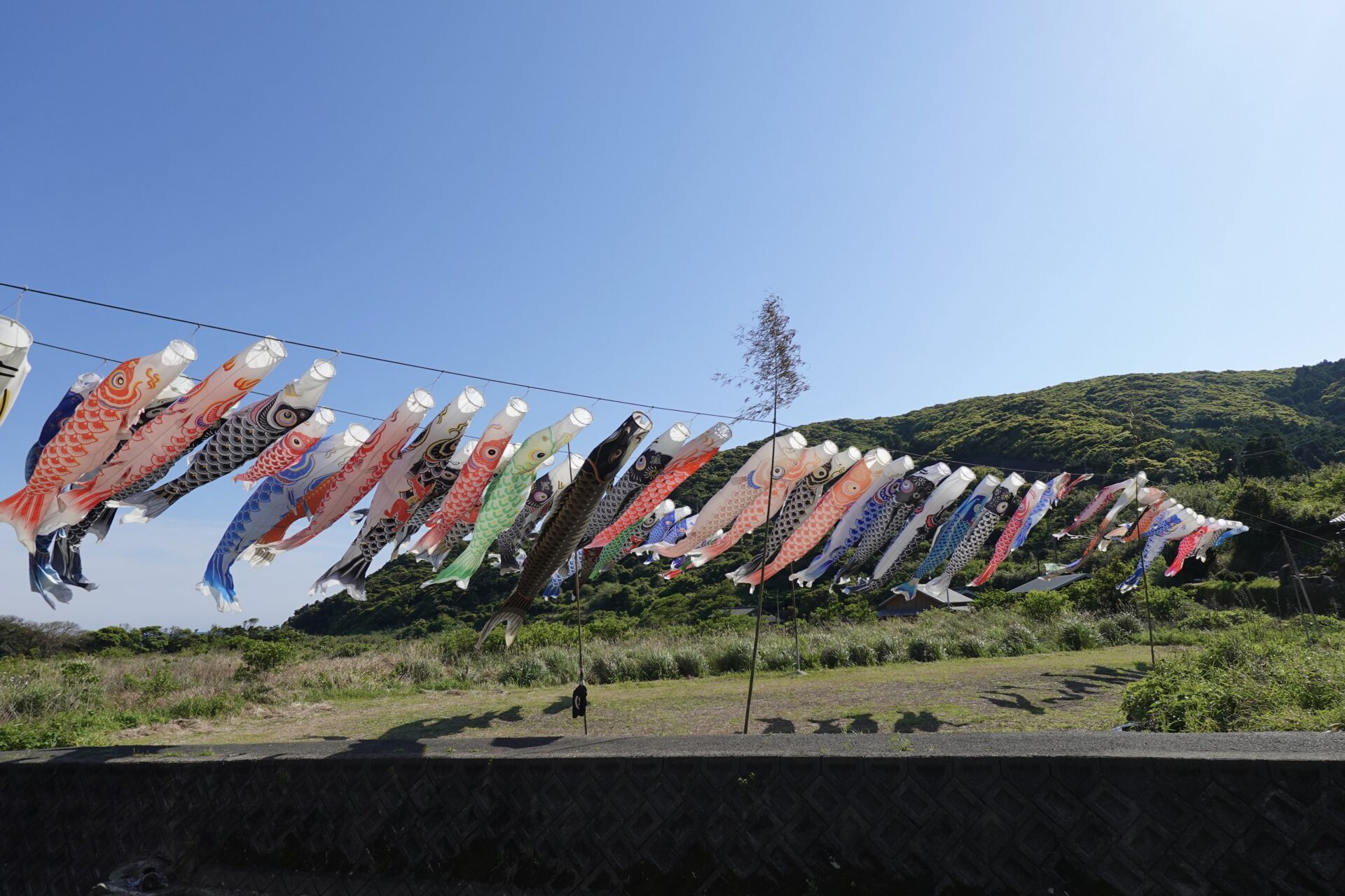 day3 1330 琴石こいのぼり